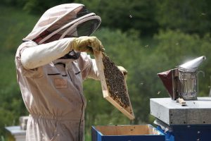 Strój pszczelarza - o czym tak naprawdę trzeba pamiętać